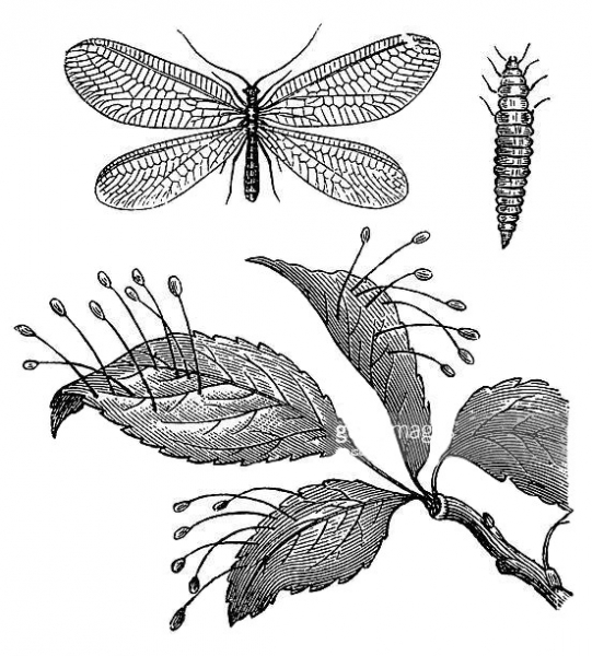 Chrysope adulte (appelé imago) en haut à gauche, sa larve en haut à droite, les oeufs accrochés au bout des pédicelles en bas / Getty Images